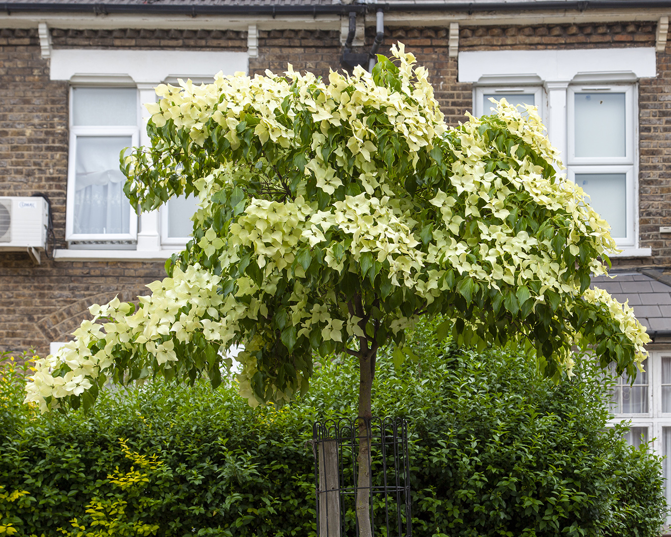 eye-catching trees you can spot on lockdown walks around London | ROUEN ...